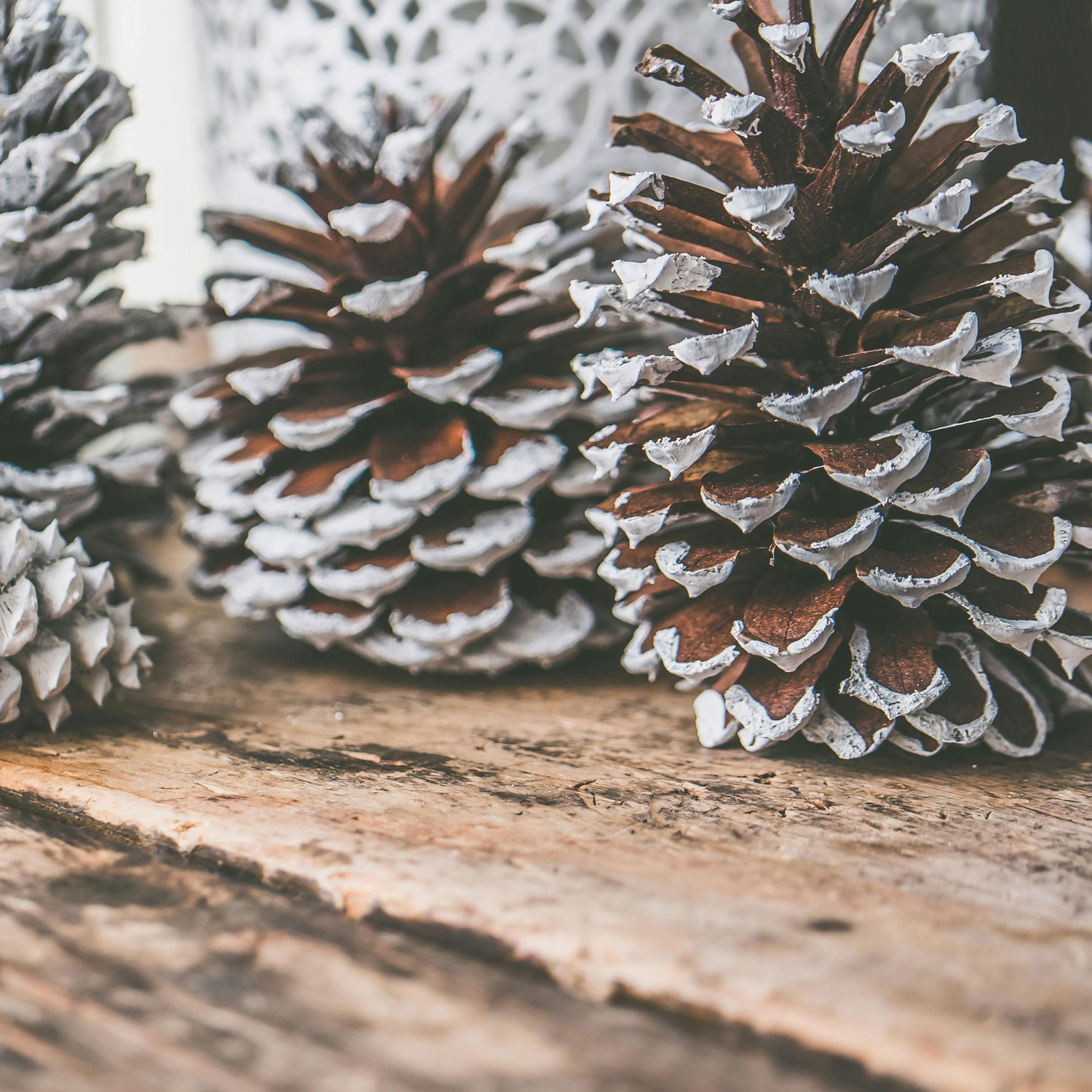 Surviving Christmas Alone Mindkey Therapy